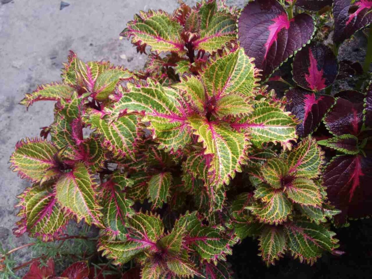 Peter&#96;s Wonder колеус