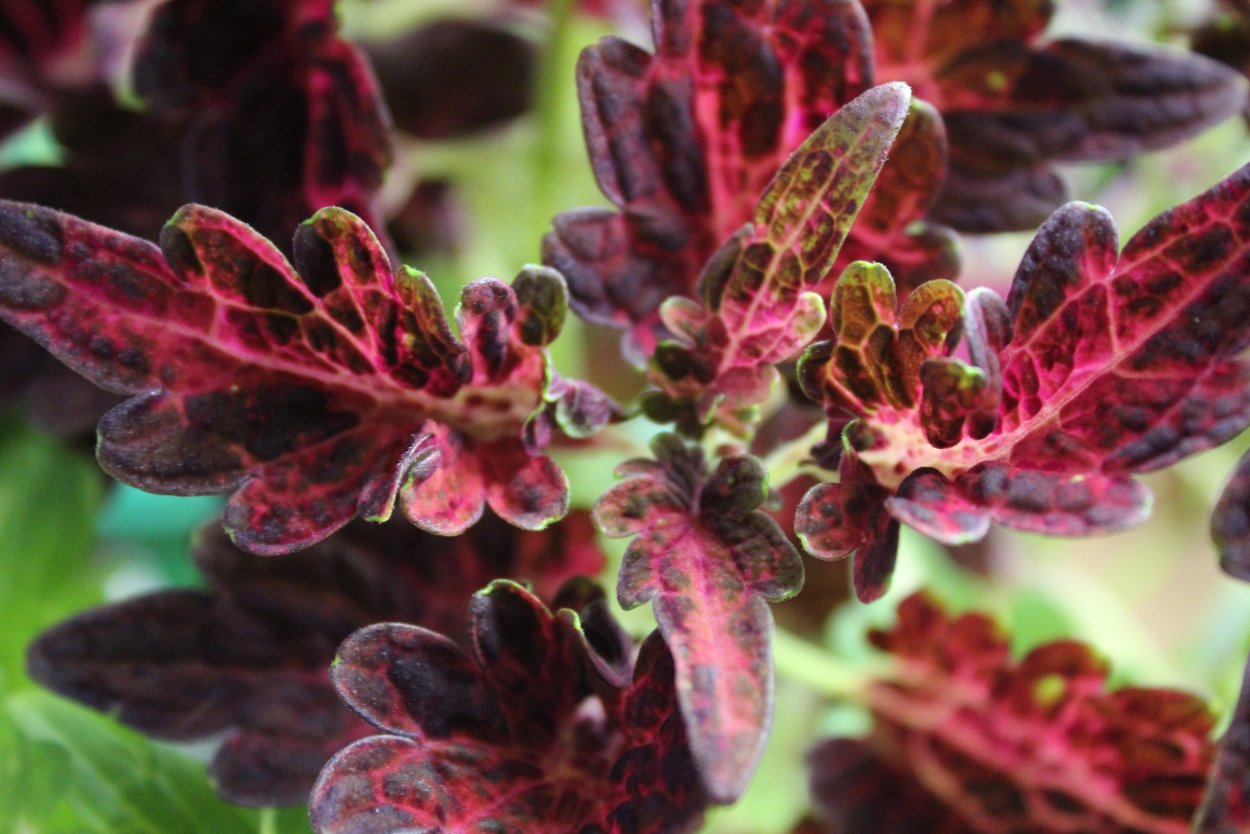 Колеус Cranberry Sun