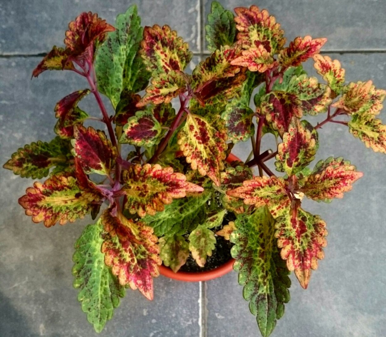 Колеус Шахерезада