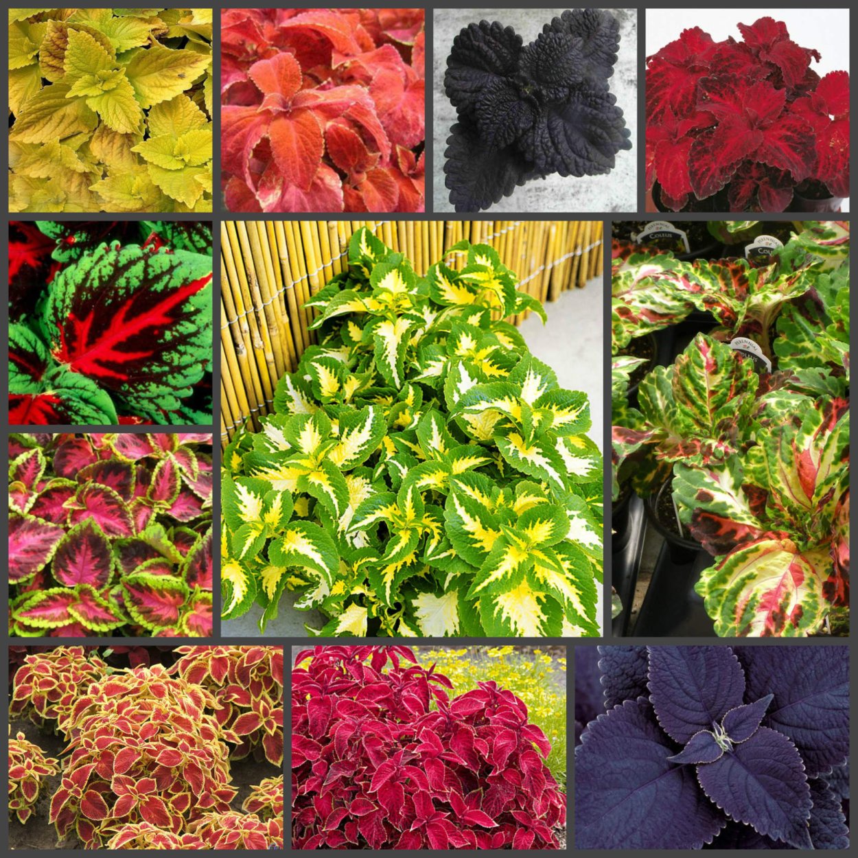 Колеус контейнерные