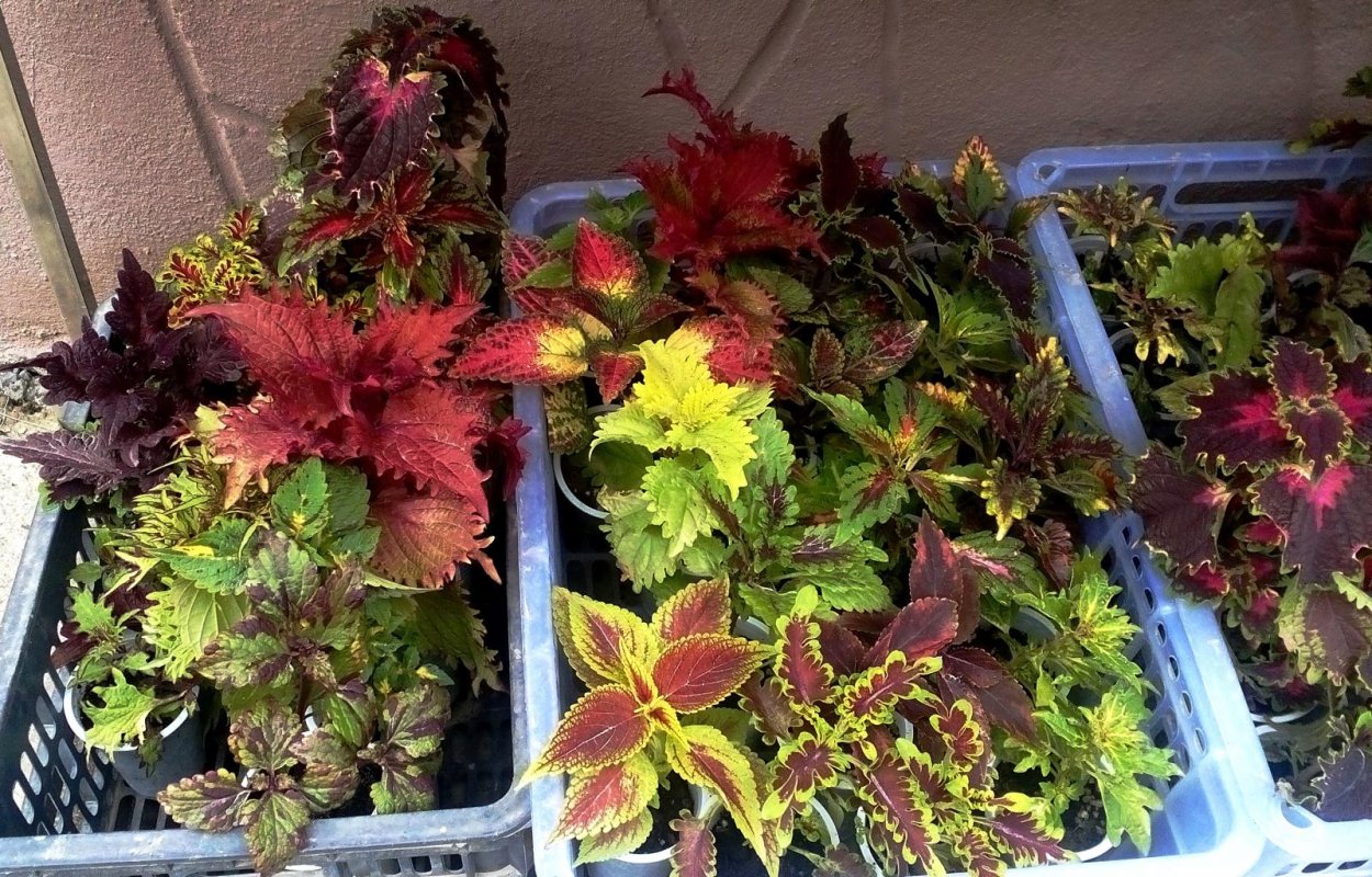 Колеус Tilt-a-Whirl