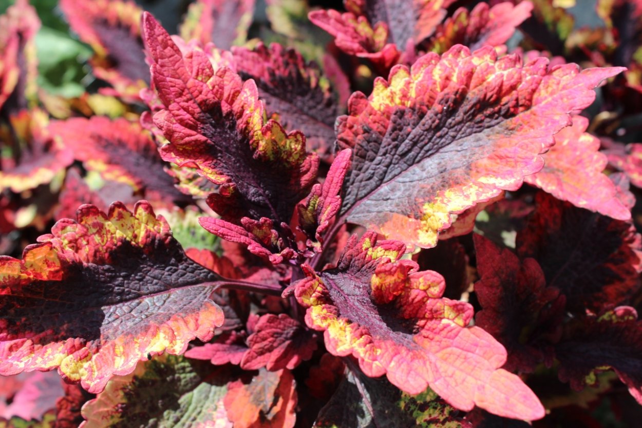 Колеус Crimson Ruffles. Колеус Роаринг Файер. Колеус Ренельта Coleus rehneltianus. Колеус Roar Fire.