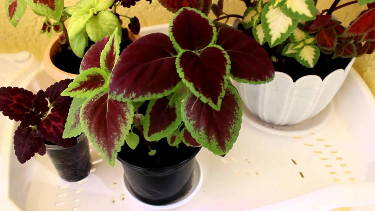 Колеус Coleus Juliet Quartermain