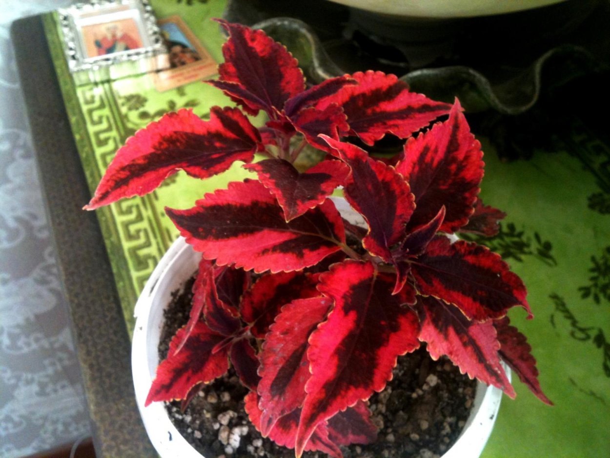 Колеус вегетативный