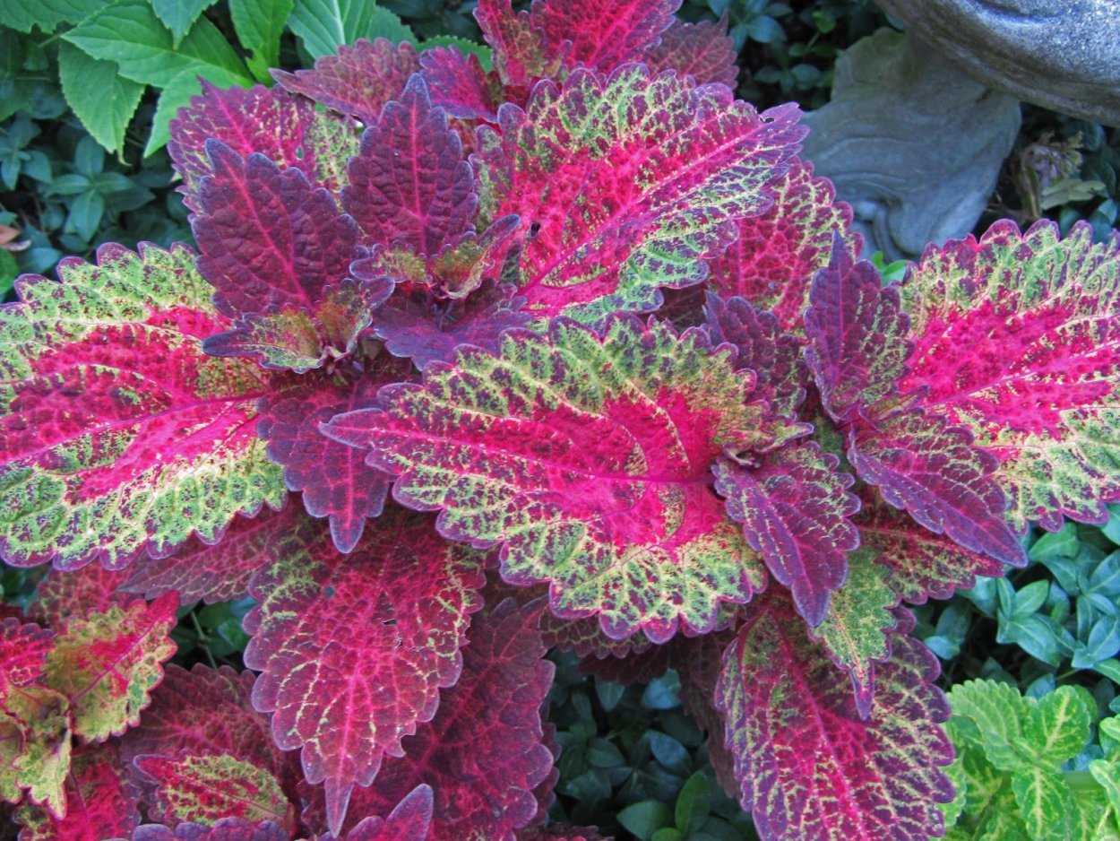 Колеус Твист