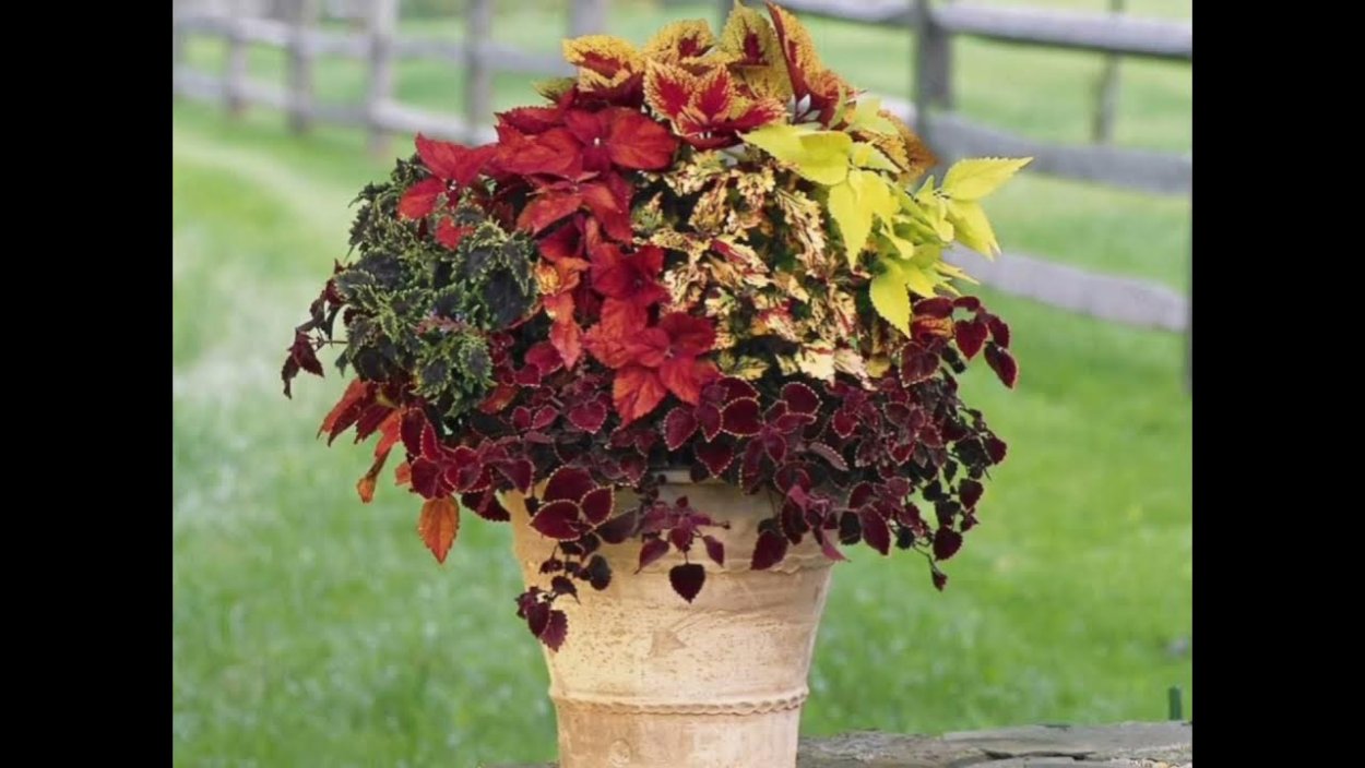 Колеус в саду осень