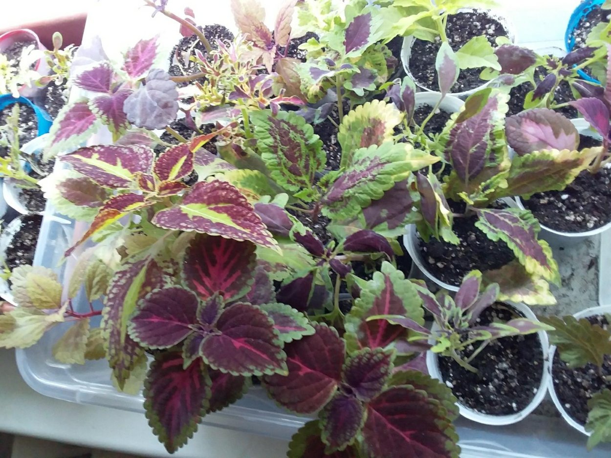 Колеус Sunglow Pink