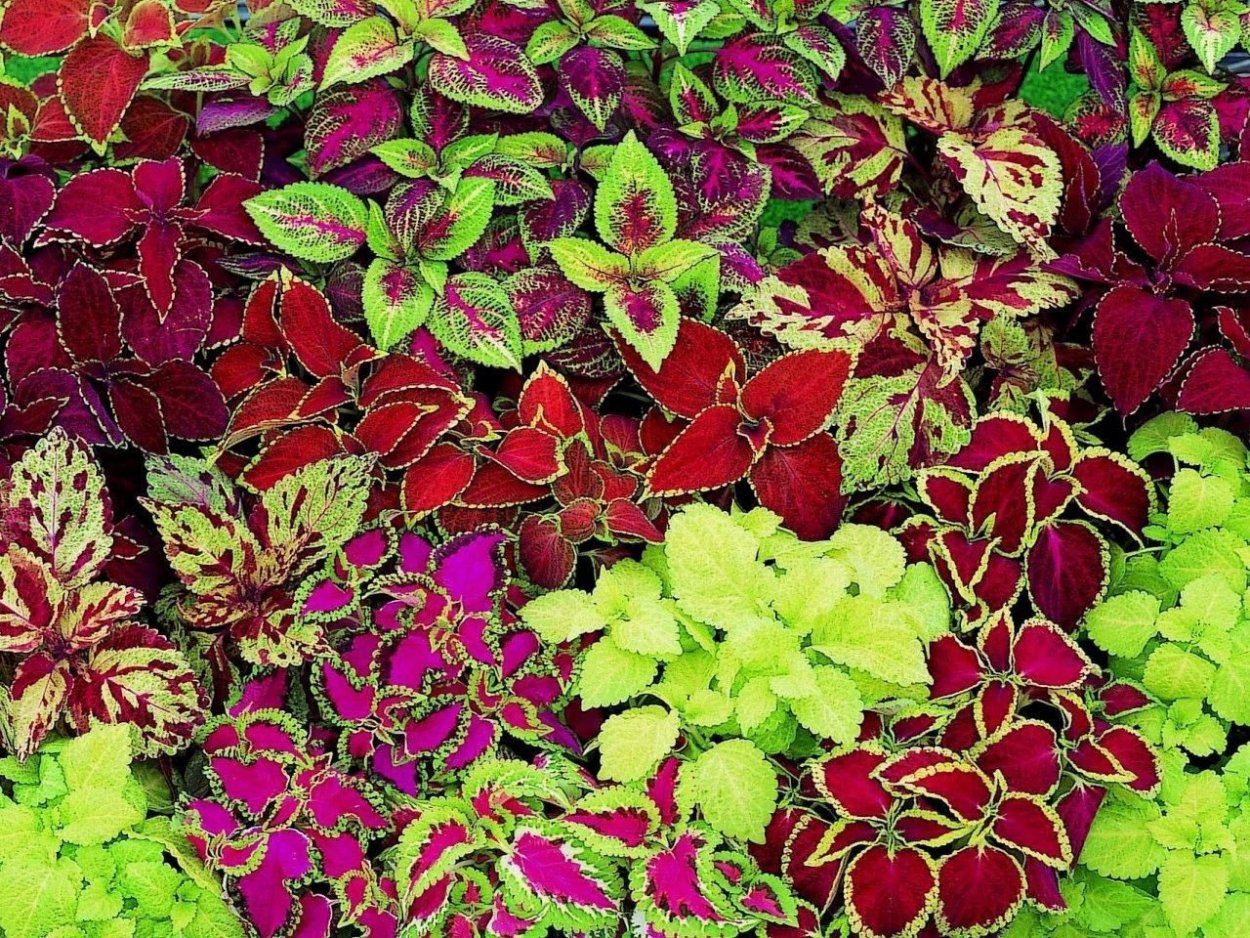 Колеус Блюме Радуга