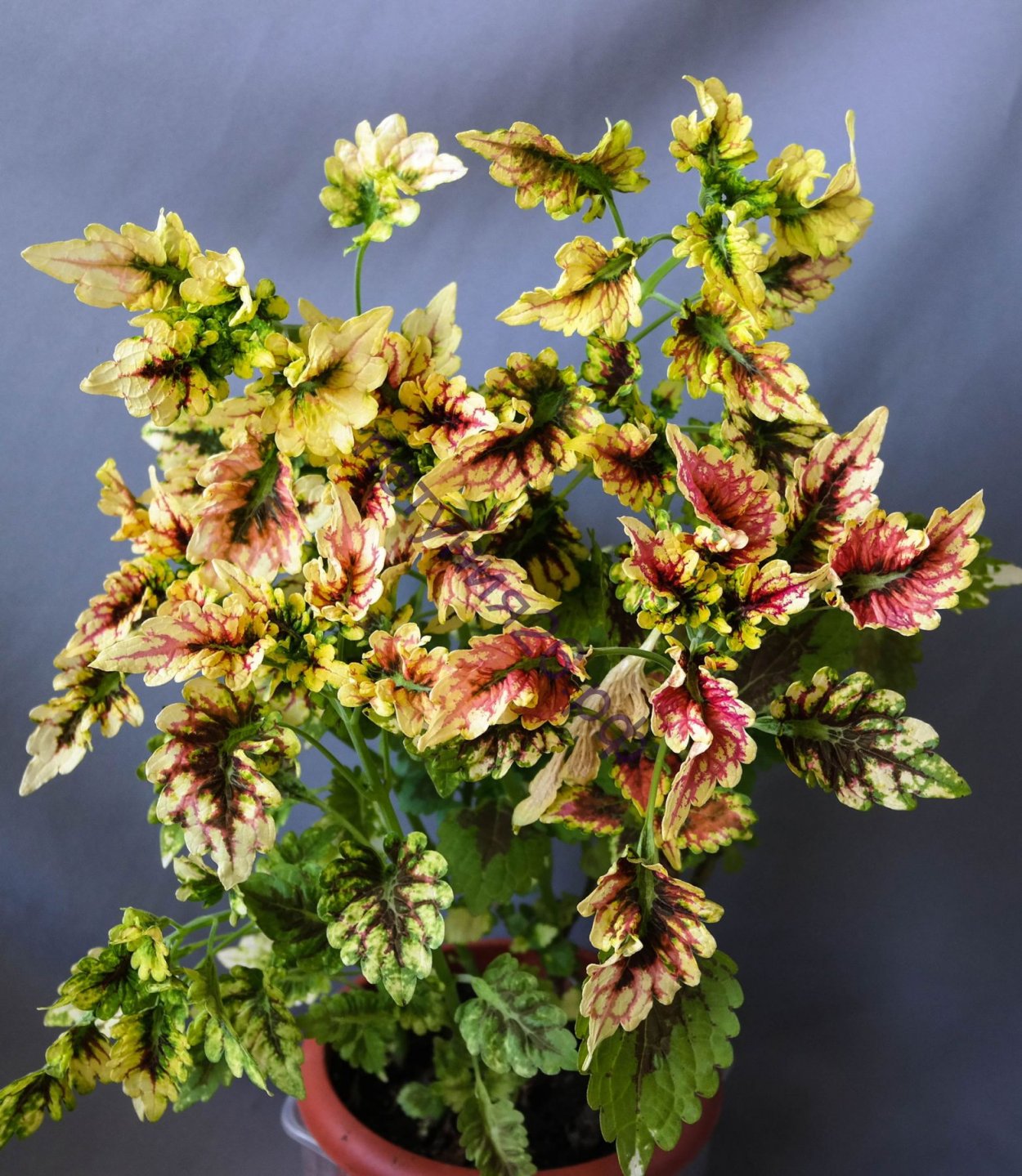 Колеус сорт Каракас