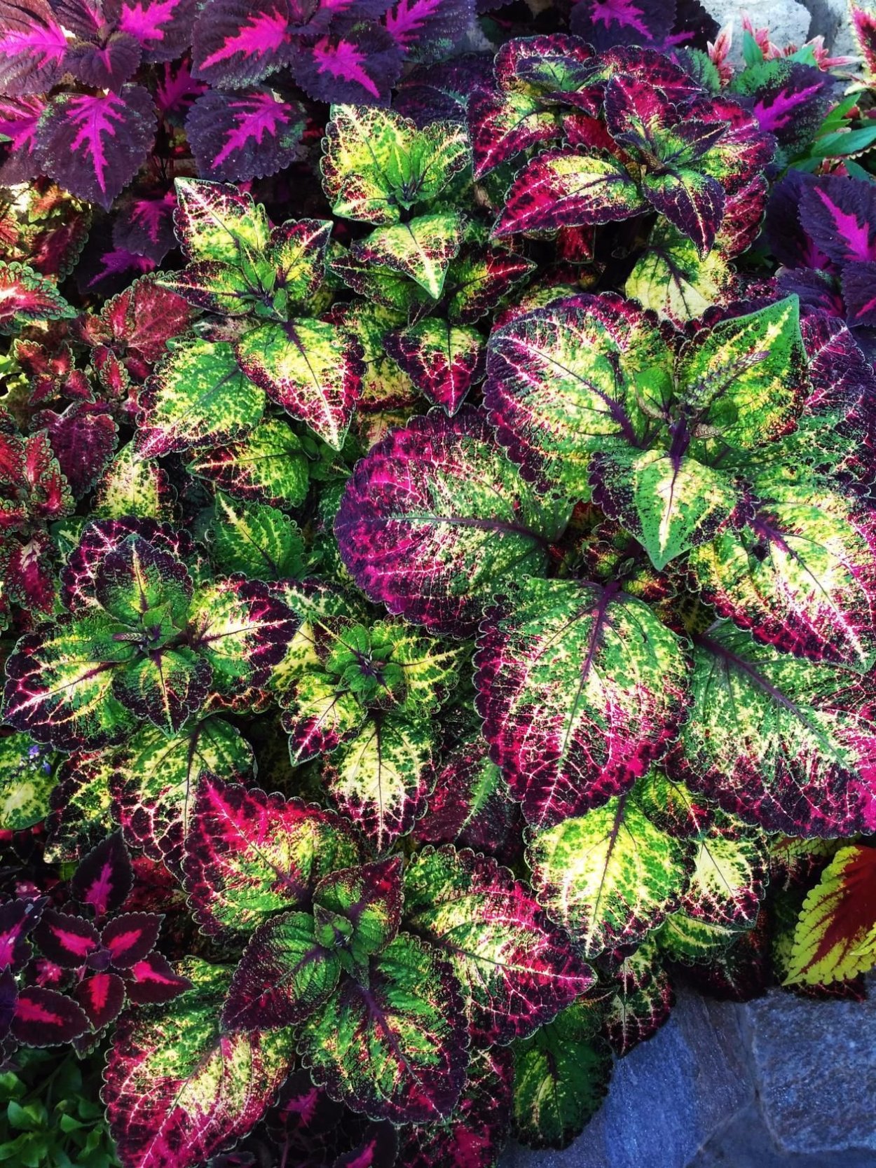 Колеус Velvet Lace