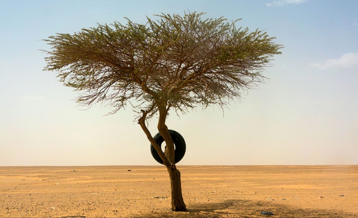Дерево Тенере нигер