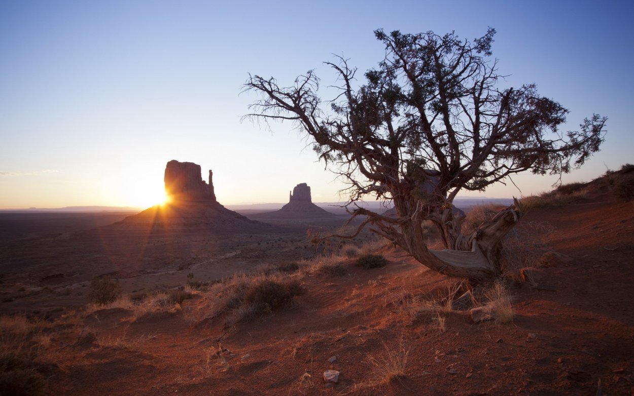 Сухое дерево в пустыне название