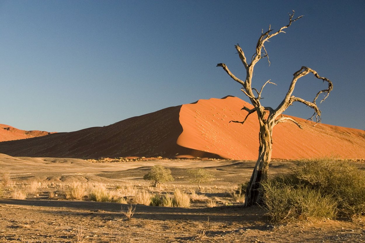 Дерево тенере в пустыне - 59 фото