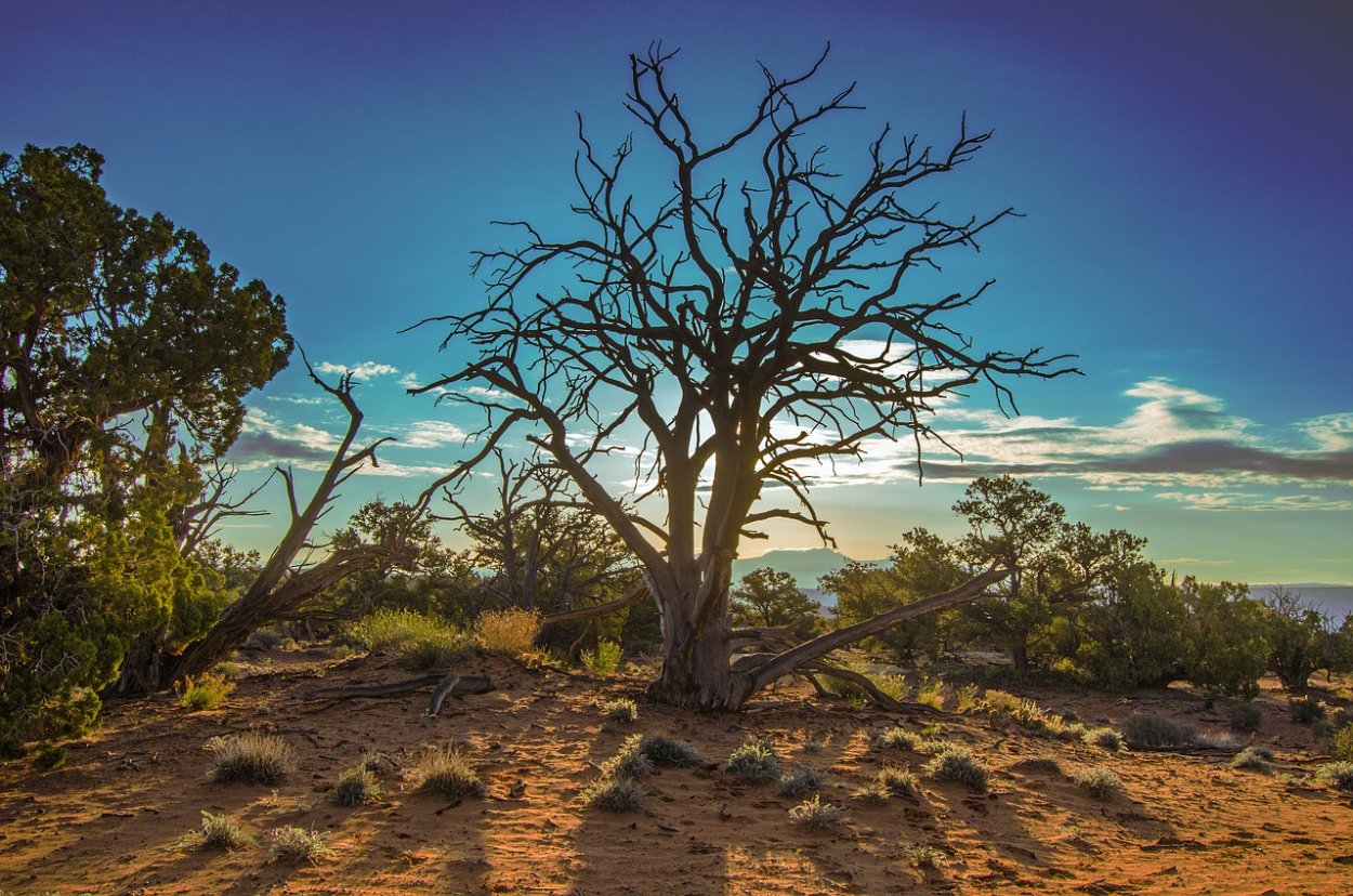 Дерево Тенере в пустыне