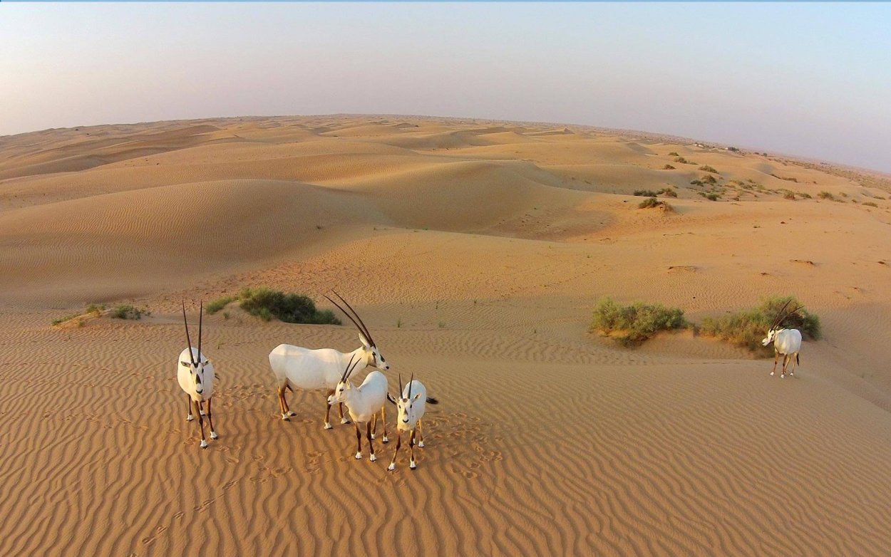 Пустыня песок дерево