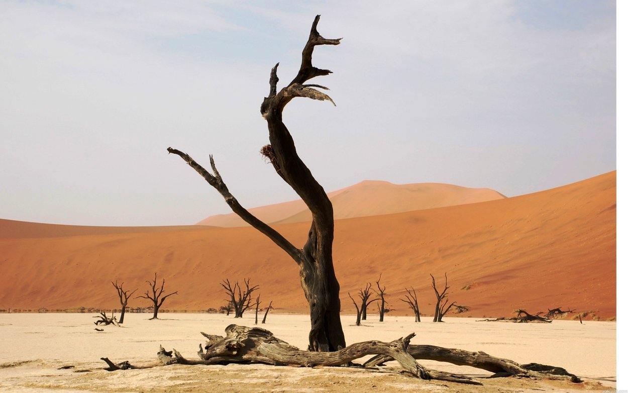 Растительный мир пустыни Намиб