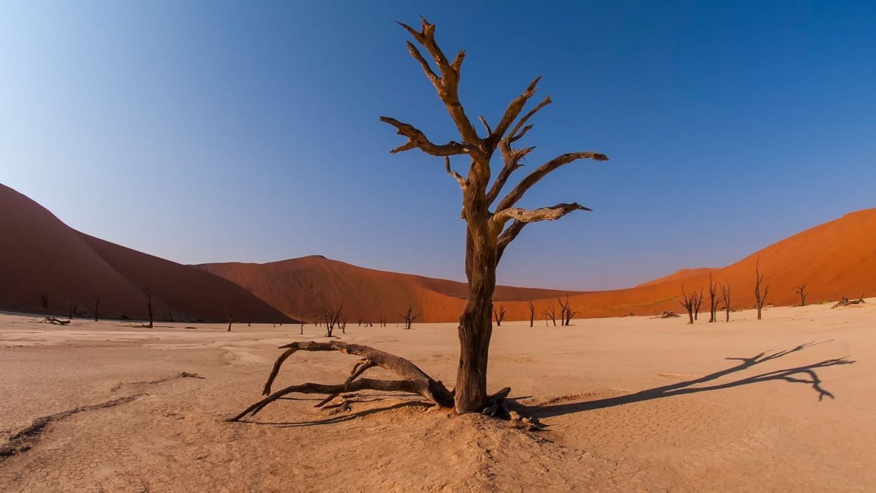 Акация Тенере