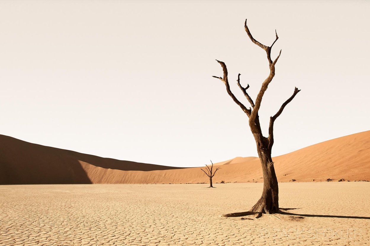 Песчаная Акация в пустыне России