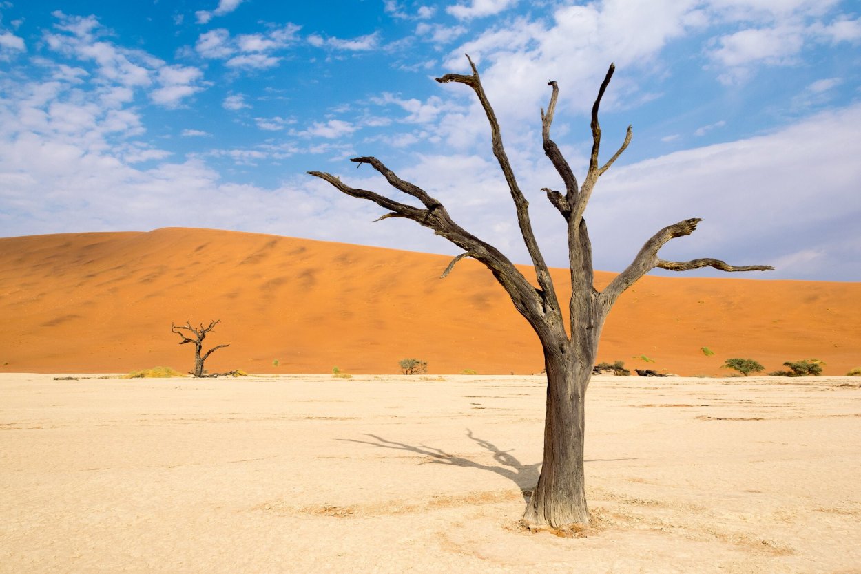 Цветок пустыни Египет