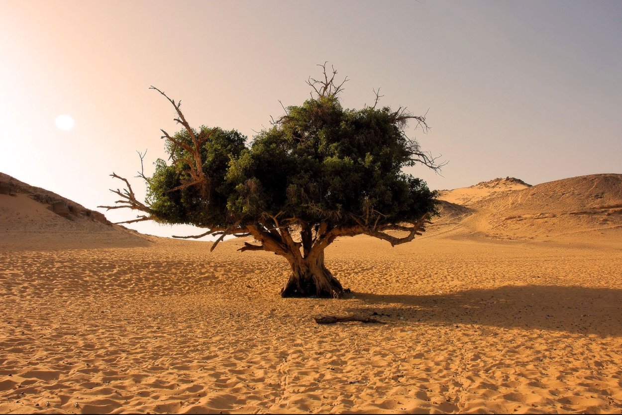 Природа в бежевых тонах