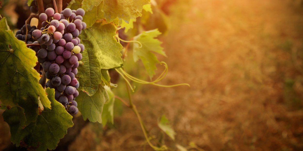 Виноград гравюра вектор