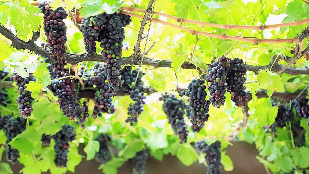 Гроздь зеленого винограда