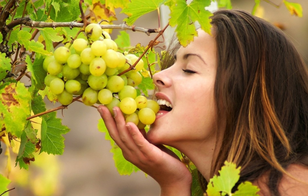 Самый большой сорт винограда в мире