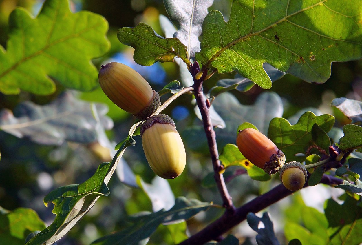 Жёлуди дуба