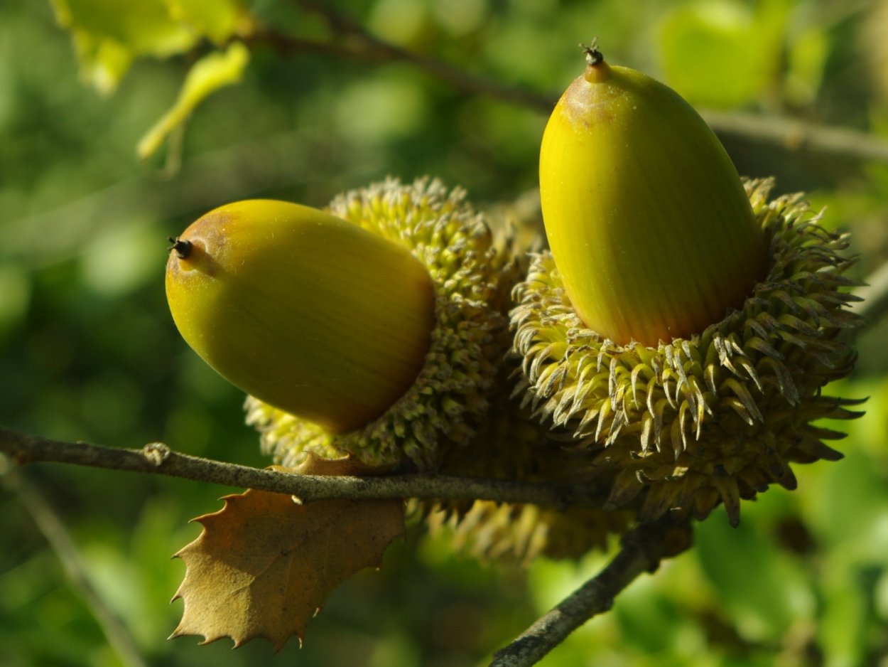 Дуб кермесовый желуди