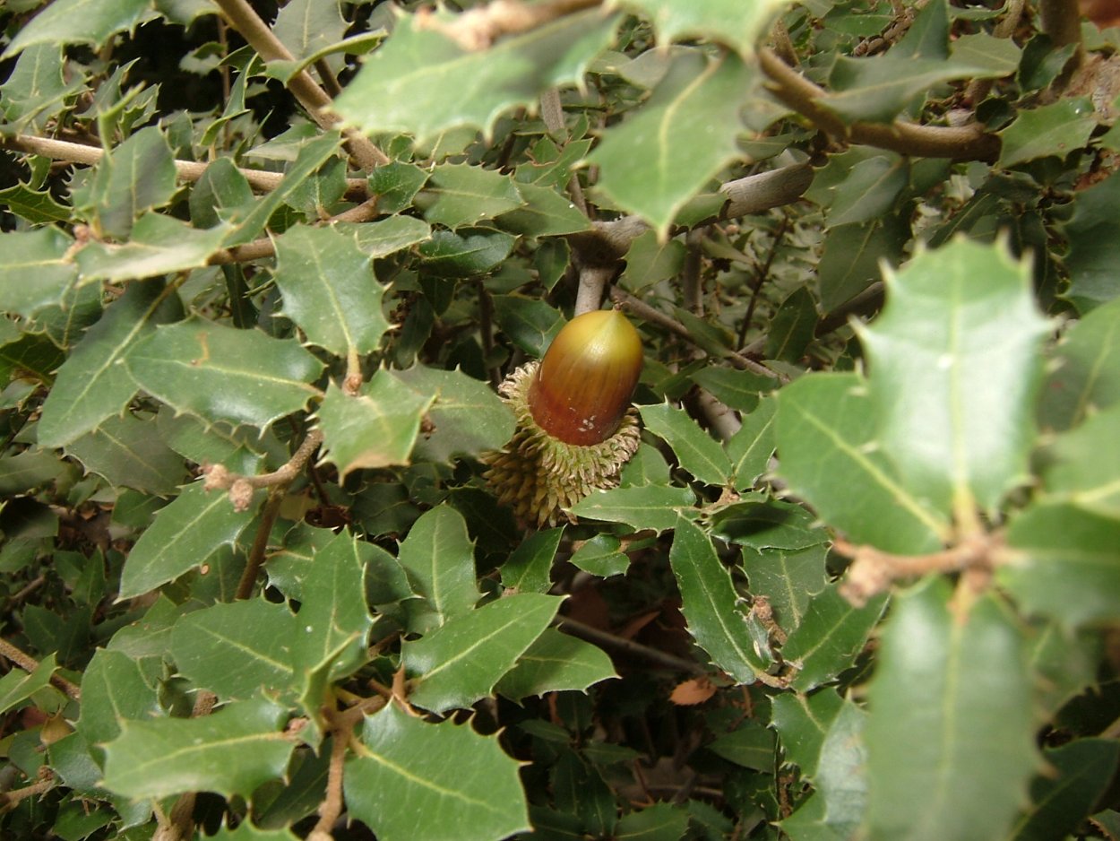 Дуб каменный (Quercus Ilex l.)
