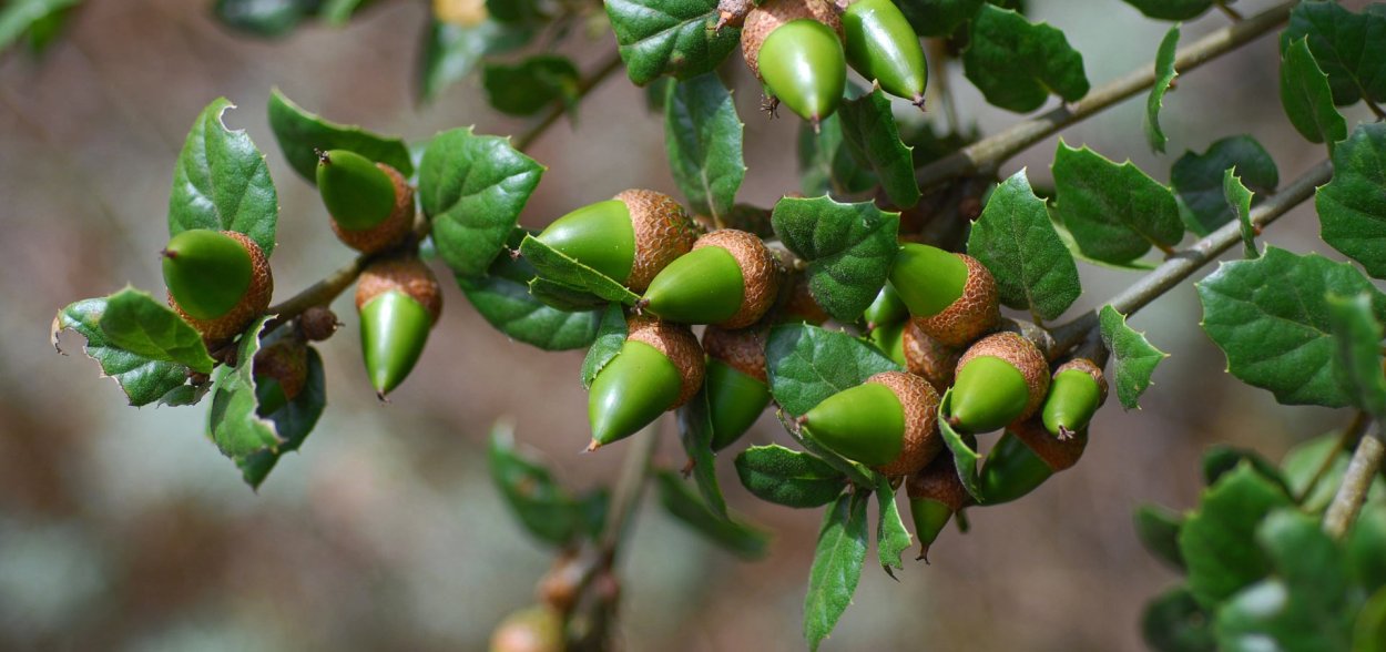 Дуб каменный вечнозеленый