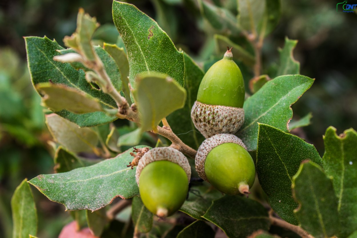 Дуб каменный Quercus Ilex