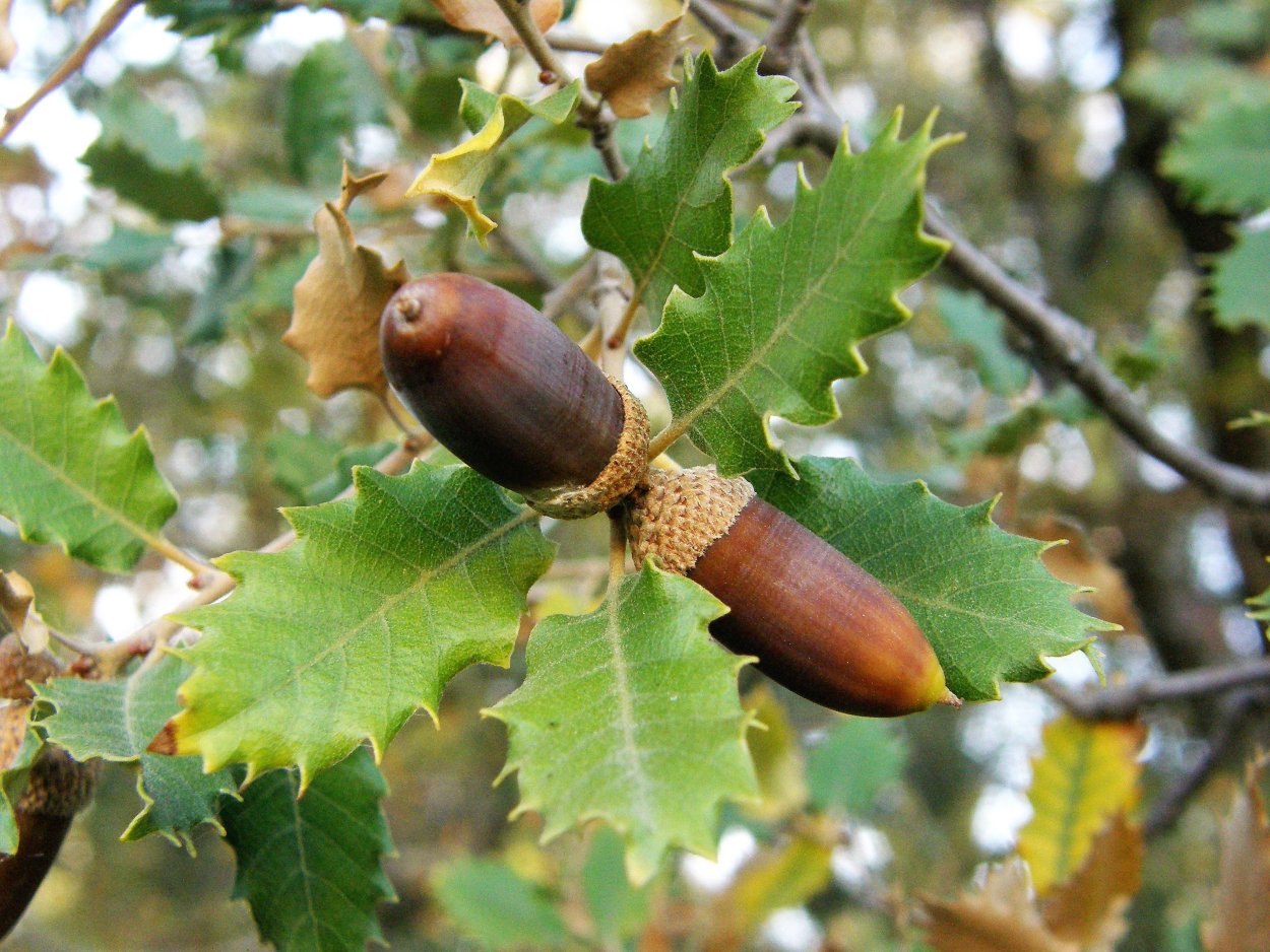 Quercus variabilis