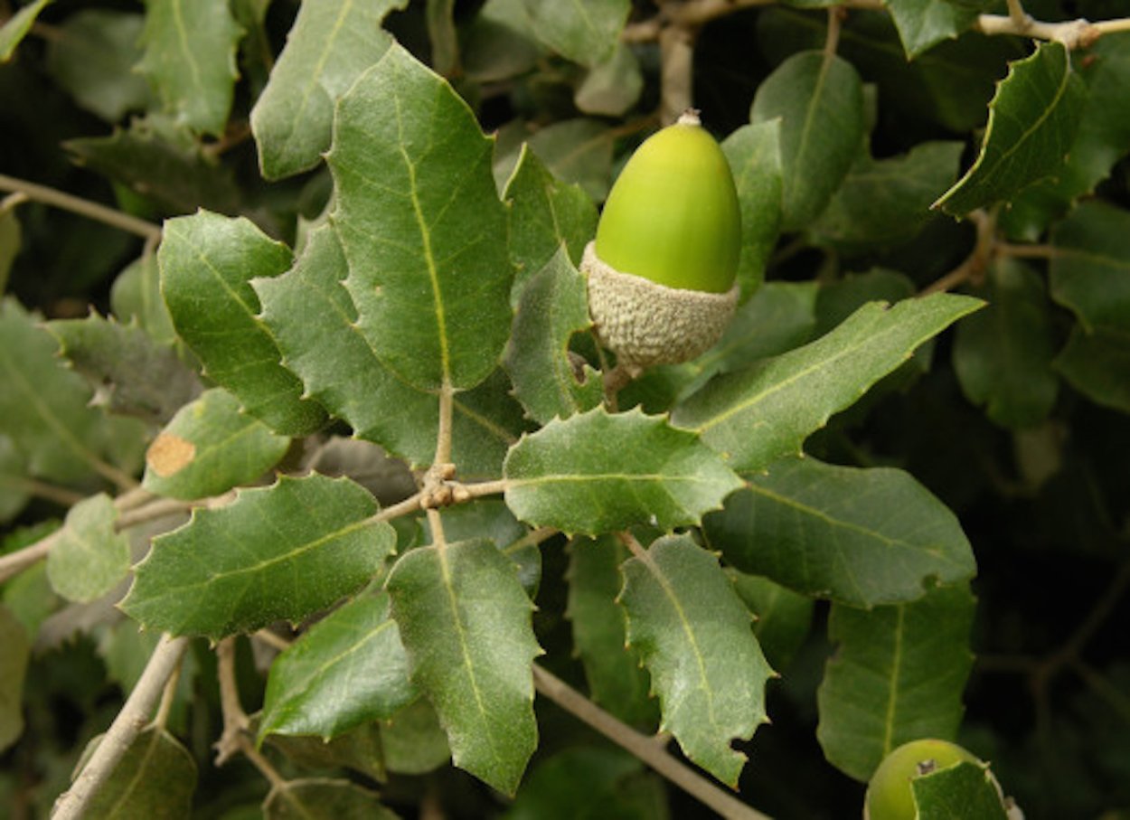 Дуб каменный Quercus Ilex