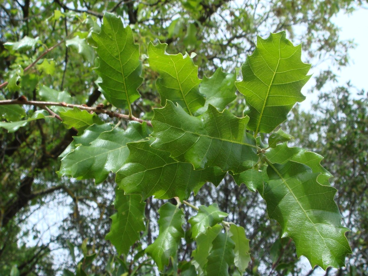 Quercus faginea