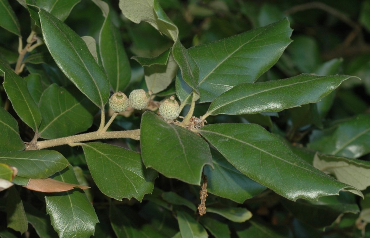 Дуб каменный Quercus Ilex