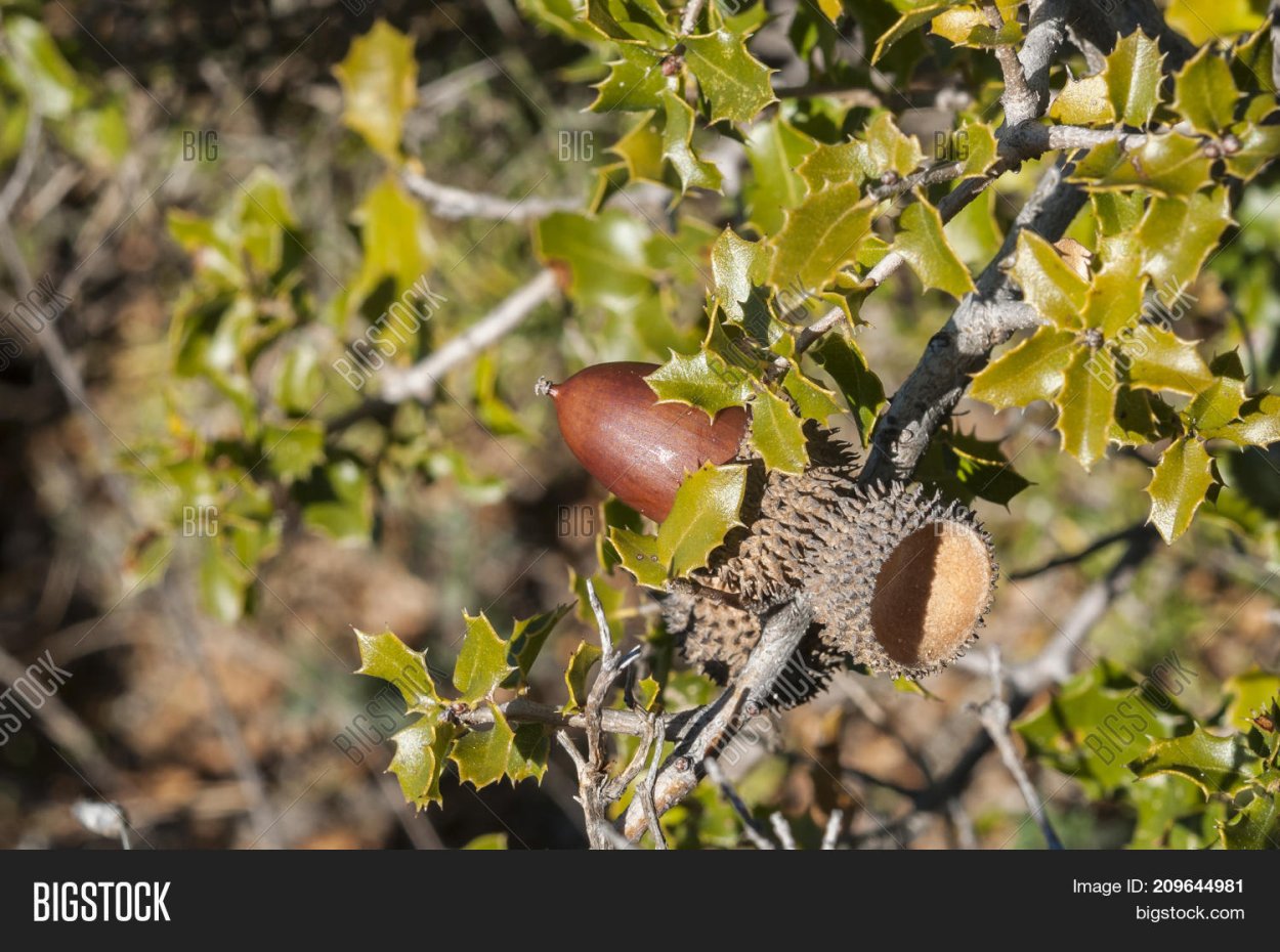 Дубовый Кермес