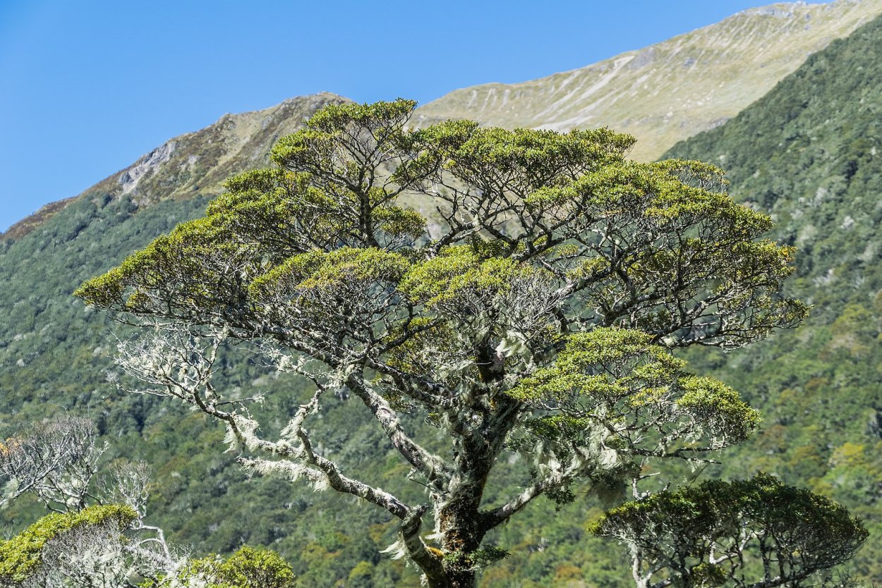 Нотофагус Южный бук