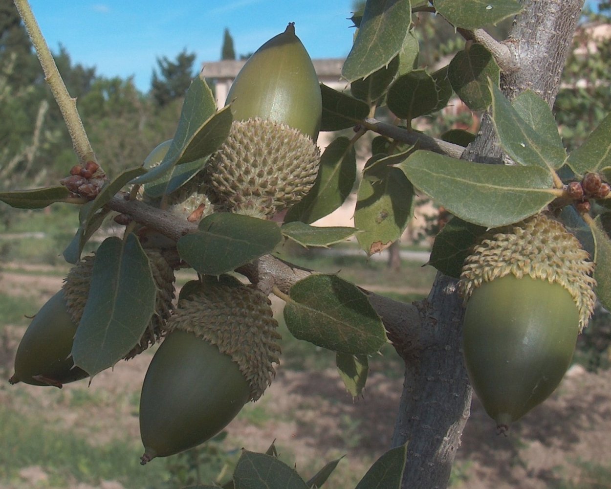 Хермесовым дубом Quercus coccifera