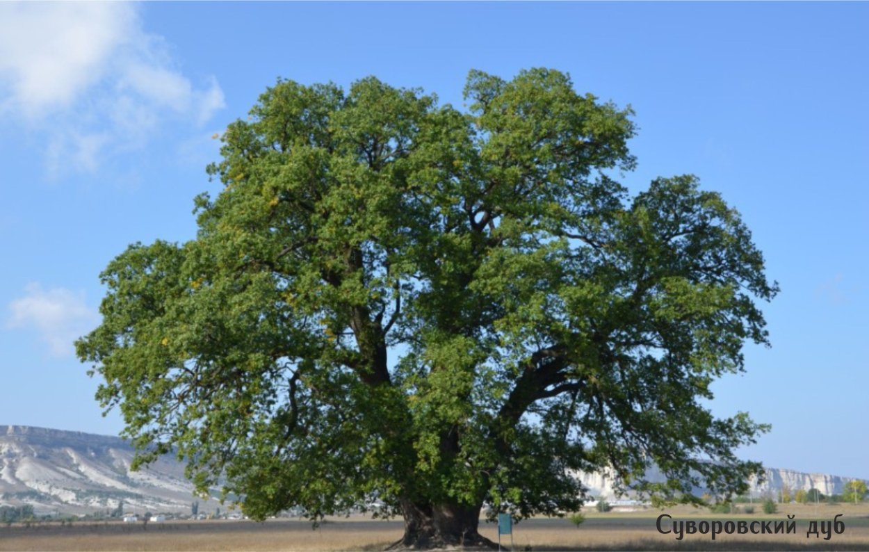 Дуб черешчатый Крым