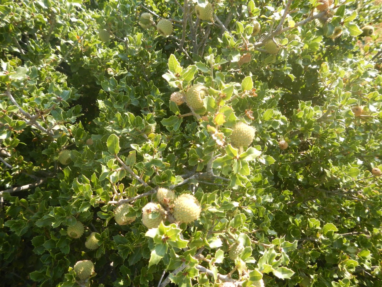 Дуб кермесовый желуди