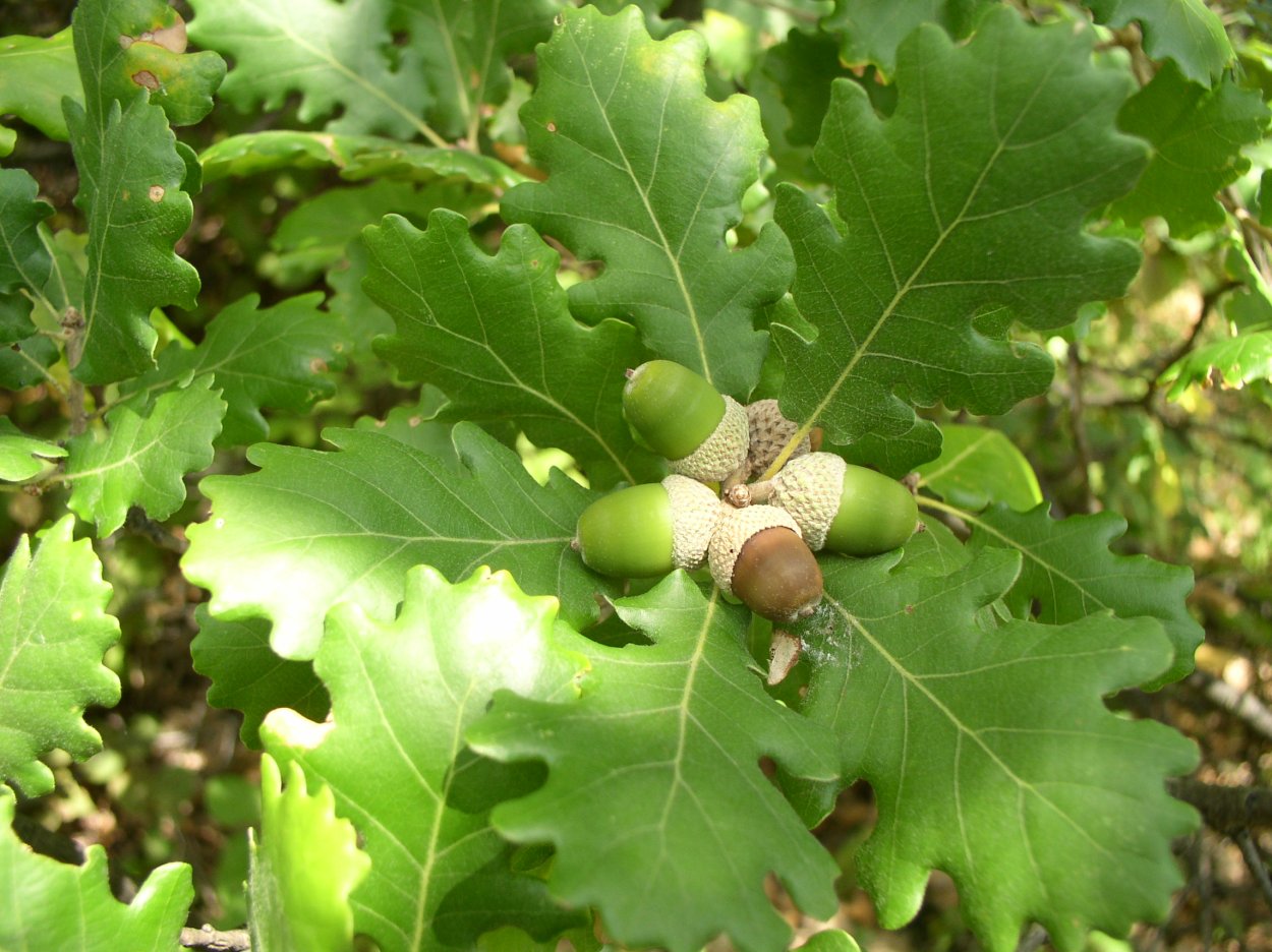 Дуб пушистый  (Quercus pubescens Willd