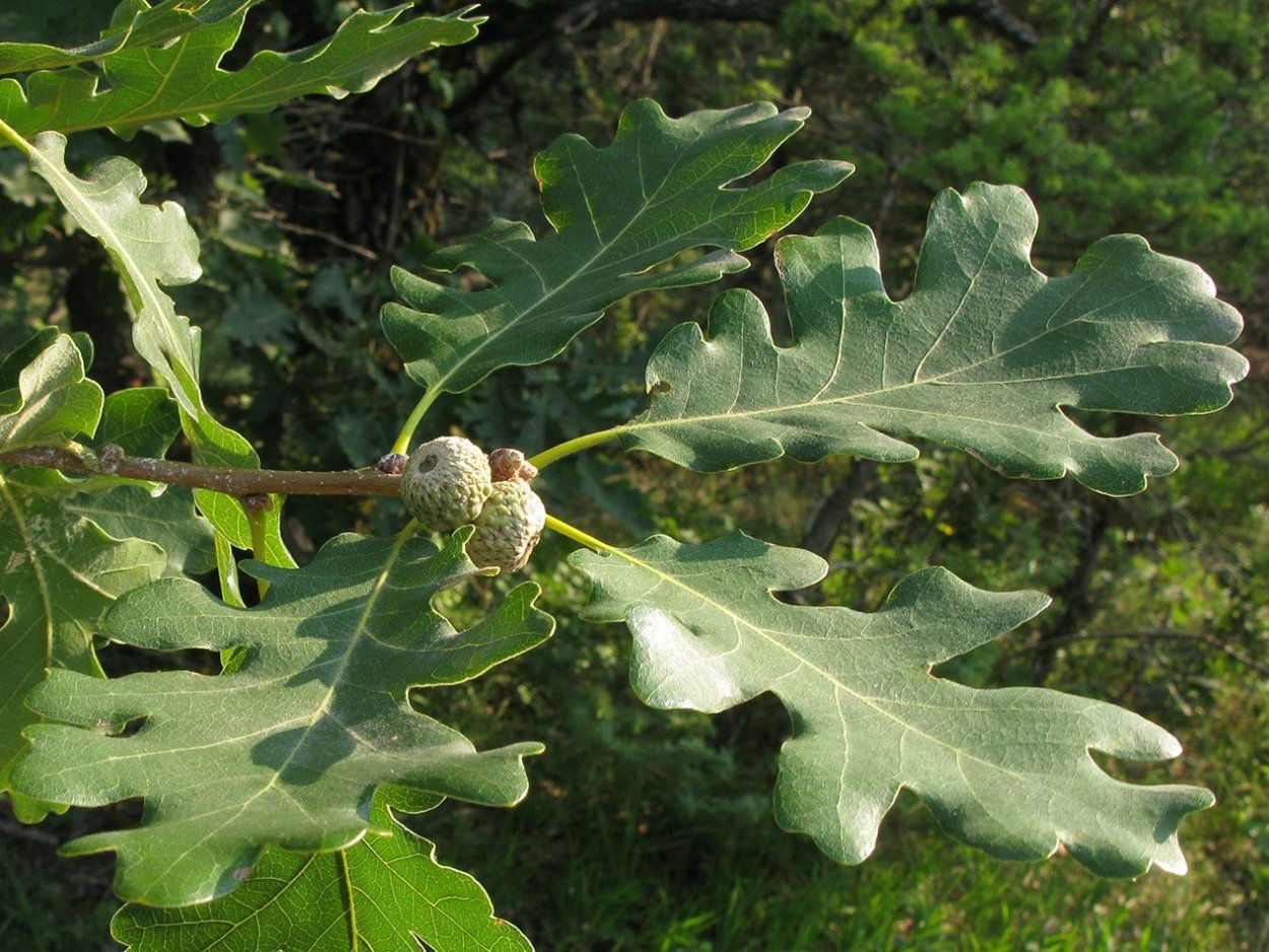 Дуб болотный Quercus palustris