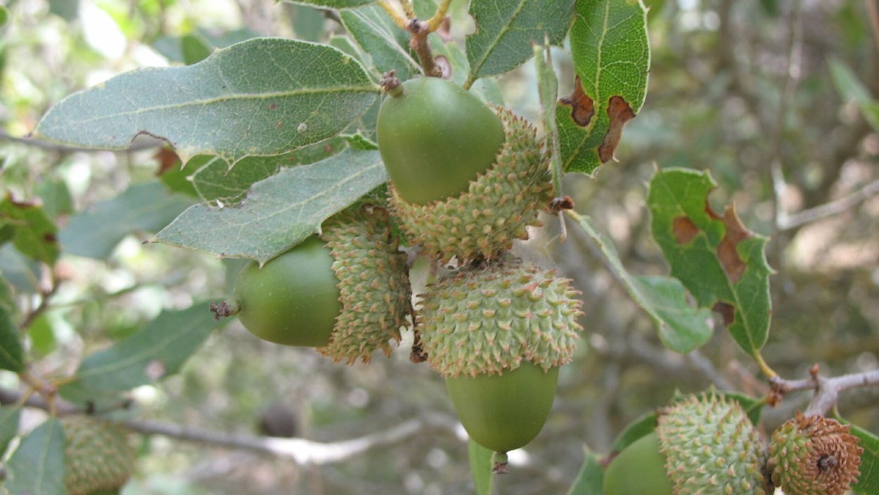 Дуб кермесовый