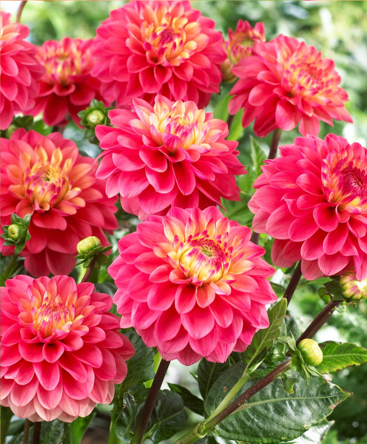 Низкорослые бордюрные георгины