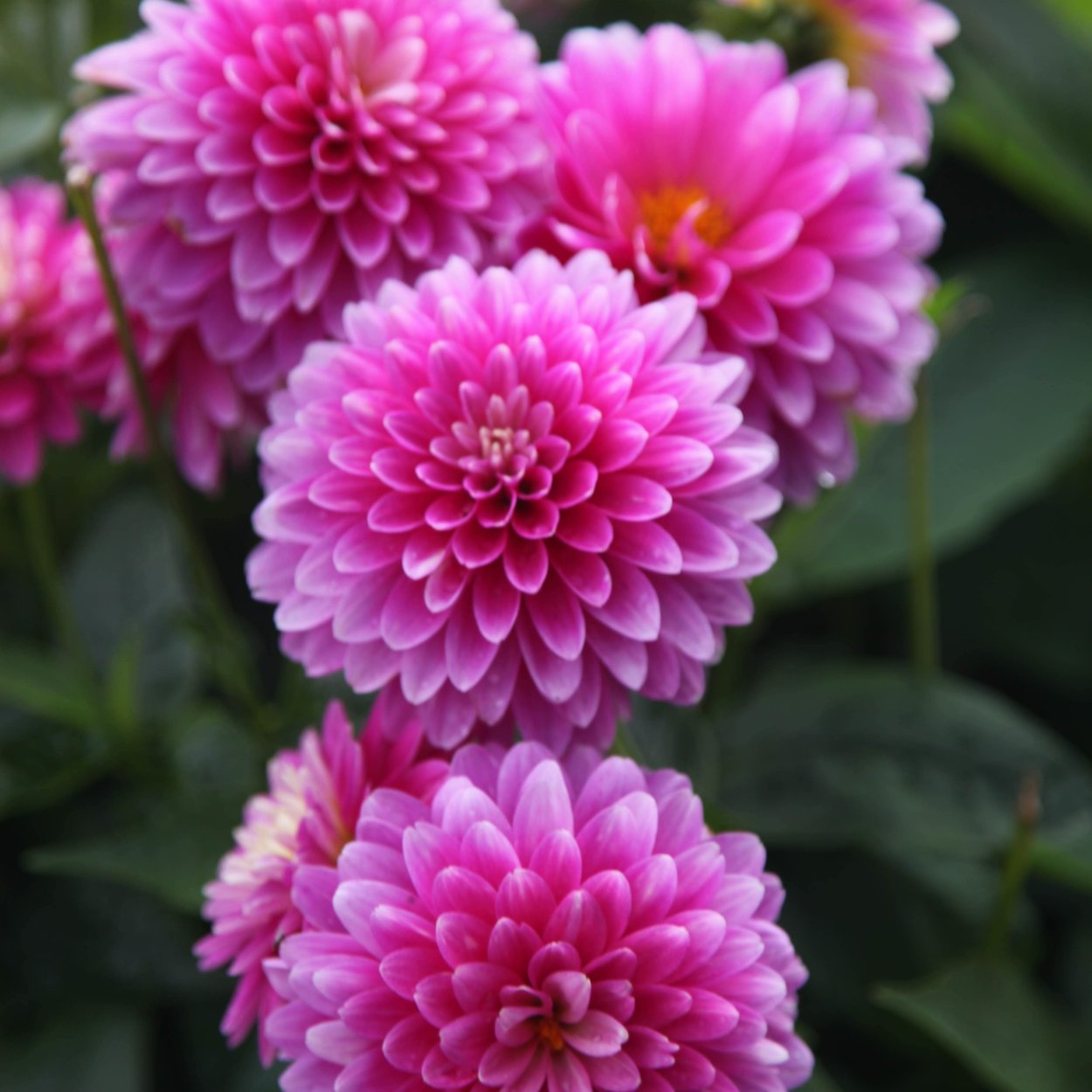 Низкорослые бордюрные георгины многолетние