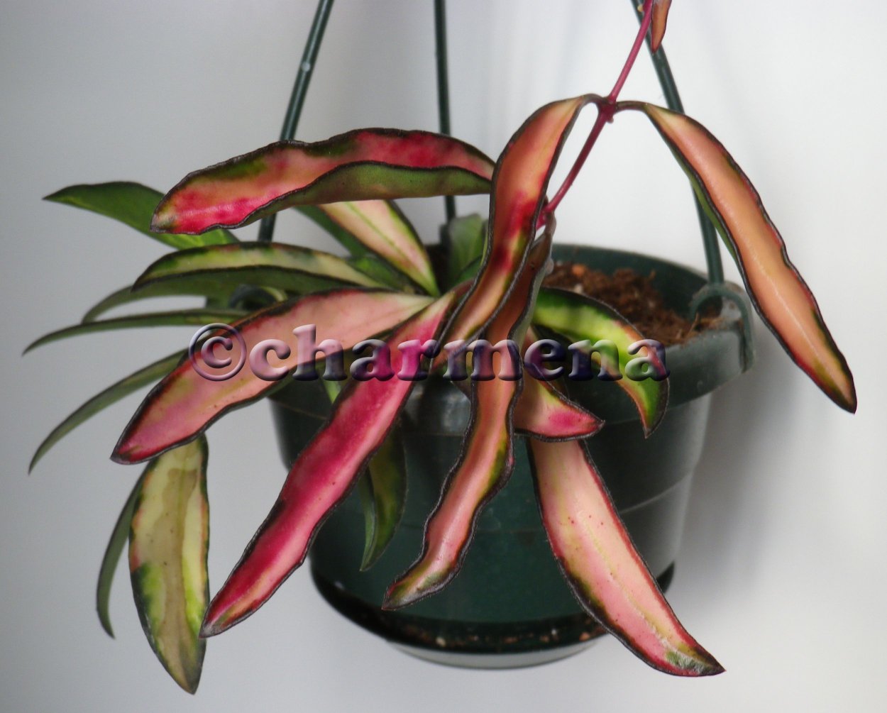 Hoya kentiana variegata