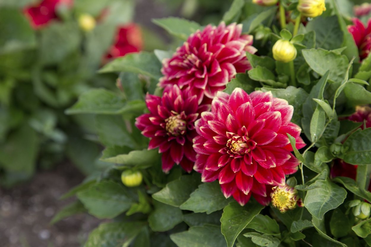 Георгина декоративная Гэллери арт Фэр