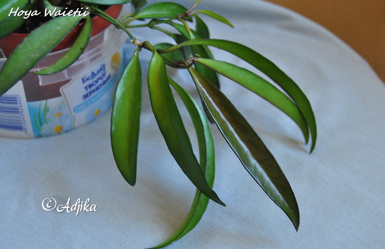 Хойя Марина