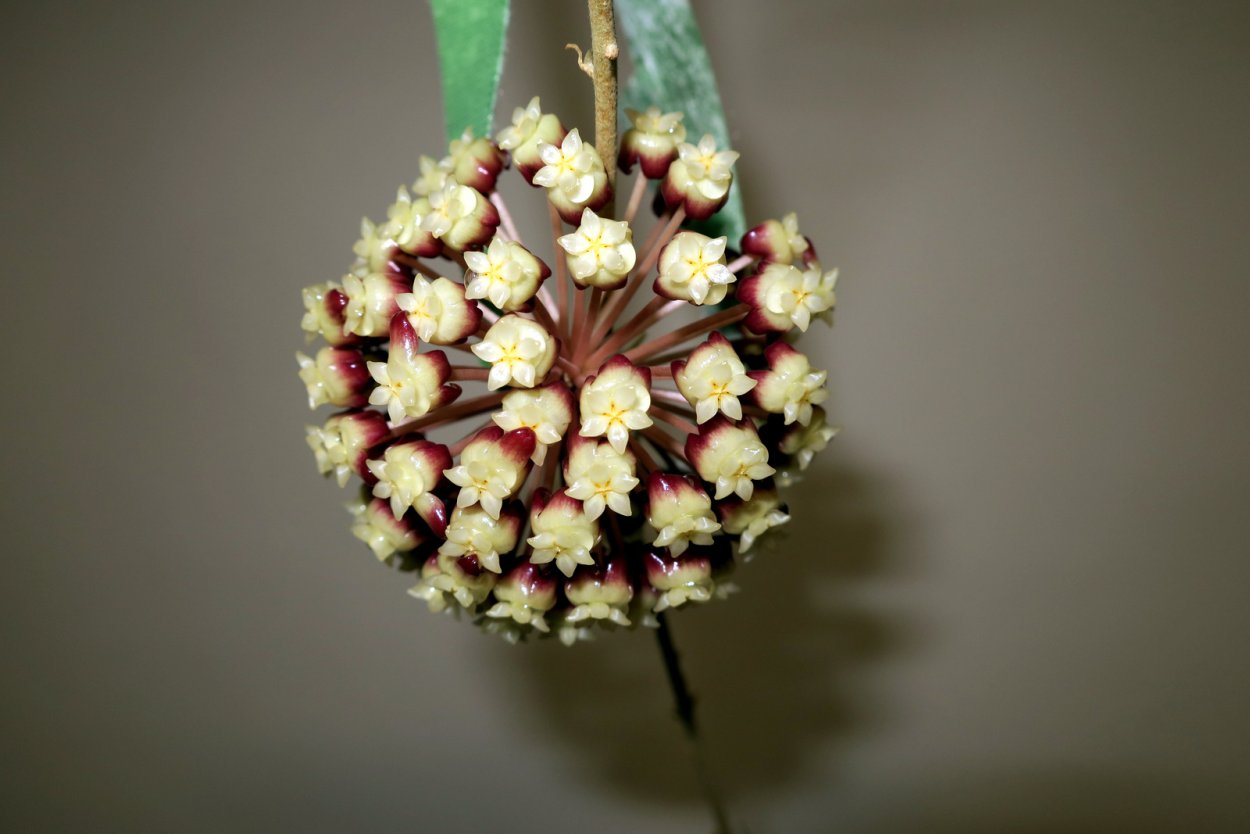 Хойя (EPC-207) Nakornsritammarach